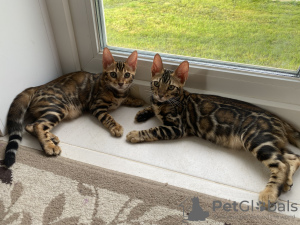 Photo №1. bengal cat - for sale in the city of Москва | 391$ | Announcement № 118229