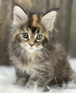 Photo №1. maine coon - for sale in the city of Baden Baden | 996$ | Announcement № 163458