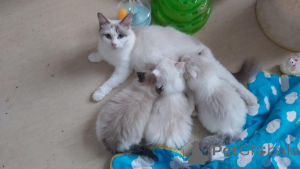Photo №1. ragdoll - for sale in the city of Bern | 413$ | Announcement № 159210