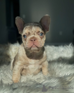 Photo №1. french bulldog - for sale in the city of Munich | 847$ | Announcement № 150634