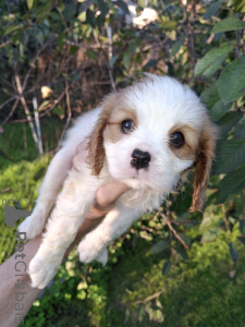 Photo №3. Perfect purebred Cavalier King Charles Spaniel puppies.. Estonia