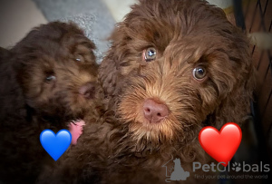 Photo №1. labradoodle - for sale in the city of Stockport | 2008$ | Announcement № 66182