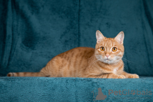 Photo №3. Affectionate kitty Pumpkin is looking for moms and dads!. Russian Federation
