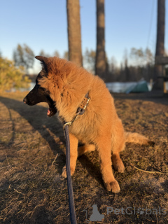 Photo №4. I will sell belgian shepherd in the city of Talsi. private announcement, breeder - price - 1224$
