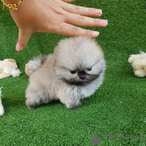 Photo №4. I will sell pomeranian in the city of Graz-Ragnitz.  - price - negotiated
