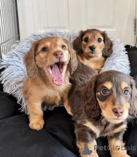 Photo №1. dachshund - for sale in the city of Leipzig | negotiated | Announcement № 154727