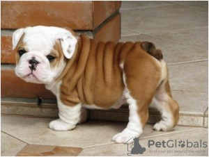 Photo №1. english bulldog - for sale in the city of Carlstadt | Is free | Announcement № 124096