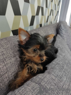 Photo №3. Yorkshire Terrier. Germany