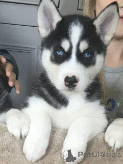 Photo №2 to announcement № 161549 for the sale of siberian husky - buy in Germany private announcement