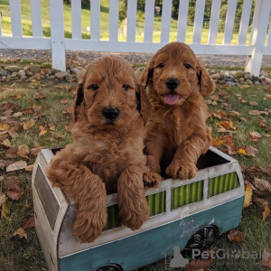 Photo №1. golden retriever - for sale in the city of Riyadh | 380$ | Announcement № 15561