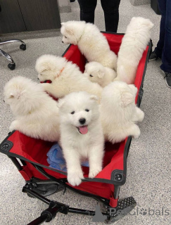 Photo №1. samoyed dog - for sale in the city of Basel | negotiated | Announcement № 158359