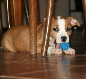 Photo №2 to announcement № 4162 for the sale of american staffordshire terrier - buy in Russian Federation from nursery