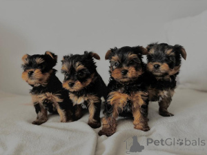 Photo №1. yorkshire terrier - for sale in the city of Aachen | 200$ | Announcement № 167678