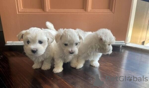 Photo №2 to announcement № 149688 for the sale of maltese dog - buy in Germany private announcement
