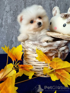 Photo №1. pomeranian - for sale in the city of Vilnius | 936$ | Announcement № 23513