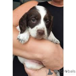 Photo №2 to announcement № 165266 for the sale of english springer spaniel - buy in Belgium private announcement, breeder