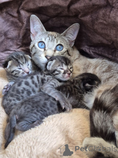 Photo №1. savannah cat - for sale in the city of Badenheim | 361$ | Announcement № 172011