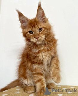 Photo №1. maine coon - for sale in the city of Berlin | 740$ | Announcement № 104564