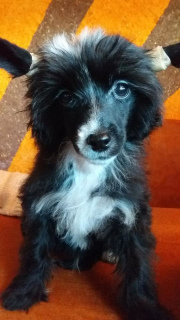 Photo №2 to announcement № 5213 for the sale of chinese crested dog - buy in Ukraine from nursery, breeder