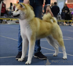 Photo №2 to announcement № 132179 for the sale of akita - buy in Serbia 