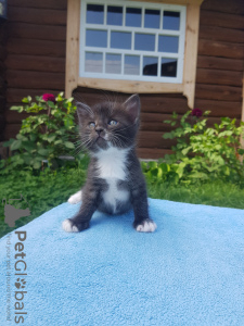 Photo №2 to announcement № 66101 for the sale of  - buy in Belarus private announcement