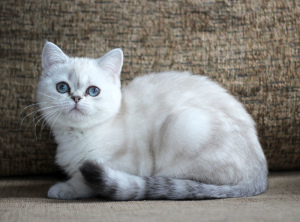 Photo №3. Blue-eyed Scottish kitty. Belarus