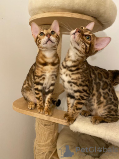 Photo №2 to announcement № 58053 for the sale of bengal cat - buy in France breeder