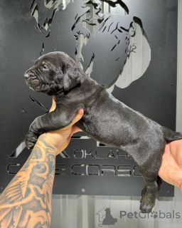 Photo №2 to announcement № 162901 for the sale of cane corso - buy in Italy private announcement