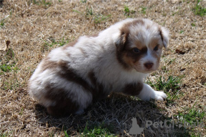 Photo №4. I will sell australian shepherd in the city of Virginia Beach.  - price - negotiated