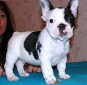 Photo №1. french bulldog - for sale in the city of Франкфурт-на-Майне | negotiated | Announcement № 138410