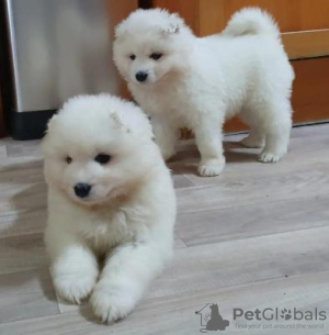 Photo №1. samoyed dog - for sale in the city of Vienna | negotiated | Announcement № 124798