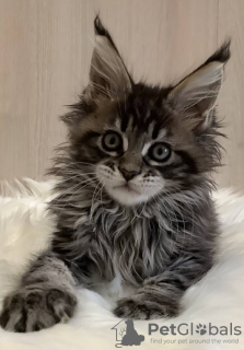 Additional photos: Maine Coon kittens for sale