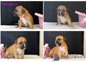Photo №4. I will sell american staffordshire terrier in the city of Minsk. from nursery - price - 500$