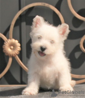 Photo №3. west highland white terrier puppy female. Russian Federation