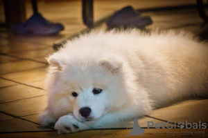 Photo №1. samoyed dog - for sale in the city of Фридрихсхафен | negotiated | Announcement № 91608