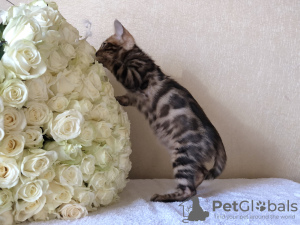 Photo №4. I will sell bengal cat in the city of Догдайк. private announcement, from nursery, breeder - price - negotiated