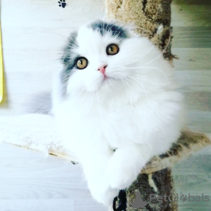 Photo №1. scottish fold - for sale in the city of Rostov-on-Don | negotiated | Announcement № 7814