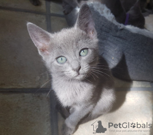 Photo №1. russian blue - for sale in the city of Москва | 4$ | Announcement № 12213