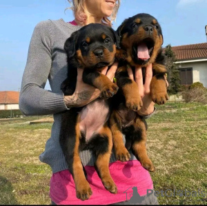 Photo №1. rottweiler - for sale in the city of Cheb | negotiated | Announcement № 18640