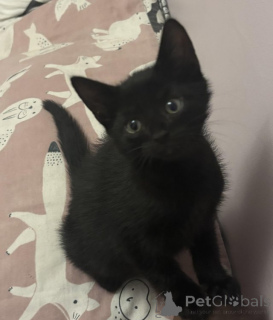 Photo №1. maine coon - for sale in the city of Antwerp | Is free | Announcement № 153886