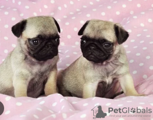 Photo №1. pug - for sale in the city of Stockholm | negotiated | Announcement № 113231