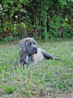 Additional photos: Cane Corso Italiano Puppies (FCI)