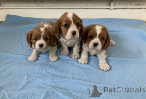 Photo №1. cavalier king charles spaniel - for sale in the city of Pano Lefkara | negotiated | Announcement № 168876