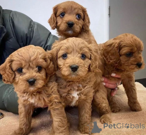 Photo №1.  - for sale in the city of Espartinas | negotiated | Announcement № 160318