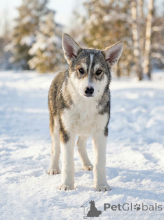 Photo №3. Three puppy hearts are looking for good homes. Russian Federation