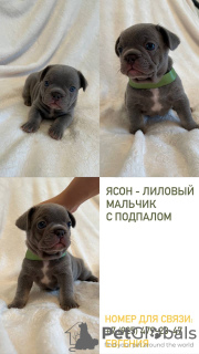 Photo №1. french bulldog - for sale in the city of Chekhov | 1302$ | Announcement № 75368