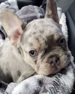 Photo №1. french bulldog - for sale in the city of Headford | negotiated | Announcement № 130003