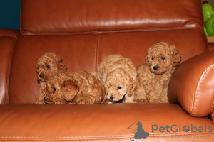 Photo №1. poodle (toy) - for sale in the city of Šekovići | 300$ | Announcement № 63503