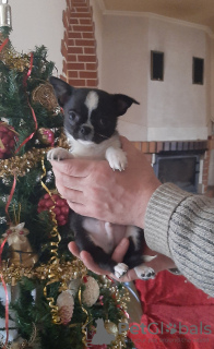Photo №2 to announcement № 8177 for the sale of chihuahua - buy in Ukraine breeder