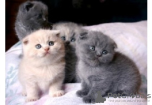 Photo №1. scottish fold - for sale in the city of Oslo | negotiated | Announcement № 76912